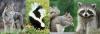 Photo for Action Wildlife Removal