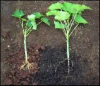 Photo for EMEA (Europe, Middle East and Africa) Biochar Fertilizer Market Report 2017