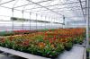 Photo for 2017 Global and Regional Commercial Greenhouse Equipments Market Research Report Forecasts 2022