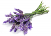 Photo for Global Lavandula Oil (Lavender Oil) Market to Witness Double Digit CAGR by 2024