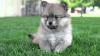 Photo for Best quality pomsky puppies for sale in Texas