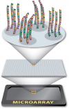 Photo for Global and China DNA Microarray Sales Market Trend and Forecast to 2022