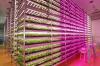 Photo for Global Horticultural LED Lighting Market by Manufacturers, Countries, Type and Application, Forecast to 2022