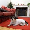 Photo for Park Avenue Paws