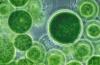 Photo for Global Microalgae Market by Manufacturers, Countries, Type and Application, Forecast to 2022