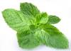 Photo for United States Menthol Market by Manufacturers, States, Type and Application, Forecast to 2022