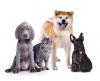 Photo for How to Run a Successful Dog Daycare Business?