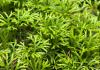 Photo for 2012-2022 Global Trehalose Industry Report