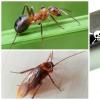 Photo for Magic Touch Exterminating Company