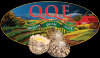 Photo for QQE Corp