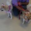 Photo for Pamper My Pet Grooming