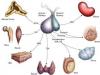 Photo for 2017-2022 Malaysia Hormone Market Report (Status and Outlook)