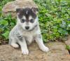 Photo for Purchase the best quality pomsky puppies in PA