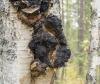 Photo for Global Chaga Mushroom Extract Market by Manufacturers, Regions, Type and Application, Forecast to 2021