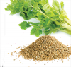 Photo for 2017 China Celery seed oil Industry Report