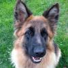 Photo for Winebrenner German Shepherds