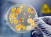 Photo for Latest Research:Microbiology Testing Sales Market Report 2017