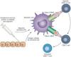 Photo for Oncology Adjuvants Market Predicted Double-Digit Growth Rate by 2024