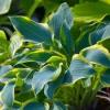 Photo for Crabgrass Preventer Guys