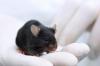 Photo for Specific Pathogen Free (SPF) Animals Market: Global Industry Analysis, Size, Share, Growth, Trends, and Forecasts 2016–2024