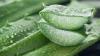Photo for Benefits Of Aloe Vera