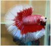 Photo for BETTA FISH STORE BETTA FISH FOR SALE
