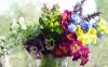 Photo for Myglobalflowers