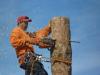 Photo for Wichita Tree Service Pros