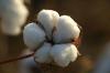 Photo for Global Cottonseed Market Research Report 2017