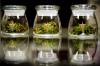 Photo for Cannabis Testing Market — Global Industry Insights, Trends