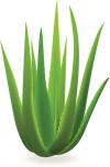 Photo for Aloe Vera Extracts Market: Global Size, Supply, Demand, Analysis and Forecast, 2016 – 2024