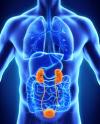 Photo for Global Kidney Cancer Diagnostics and Therapeutics Market Research Report 2017