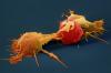 Photo for Natural Killer Cells Market - Global Industry Insights, and Opportunity Analysis, 2016–2024