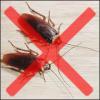 Photo for Cockroach Control Guys