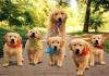 Photo for Tiffs Furry Friends