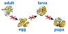 Photo for Insect Growth Regulators Market Poised to reach 1,054.3 Million USD by 2022