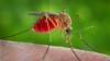 Photo for United States Insect Repellent Market Report 2017