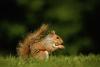 Photo for AAA Animal Wild Removal Inc- Buckingham