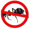 Photo for Ant Control Guys