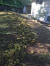 Photo for Green Lizard Lawn and Ground Care