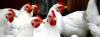 Photo for Global Poultry Diagnostics Market Research Report 2017