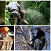 Photo for Goodwin's Tree Service In Orange