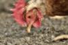 Photo for Poultry Feed Market 2017: Enhanced Productivity, Process, Key Vendors and Major Trends