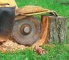 Photo for A2B Tree Services