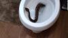 Photo for Drain Snake Guys