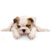 Photo for Melancon Pet Grooming