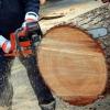 Photo for Steve Jones Tree Service