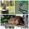 Photo for AAA Animal Wild Removal Inc- Gateway