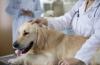 Photo for Board Certified Veterinary Surgeon