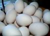 Photo for Global Egg Processing Market Explores New Growth Opportunities By 2022
